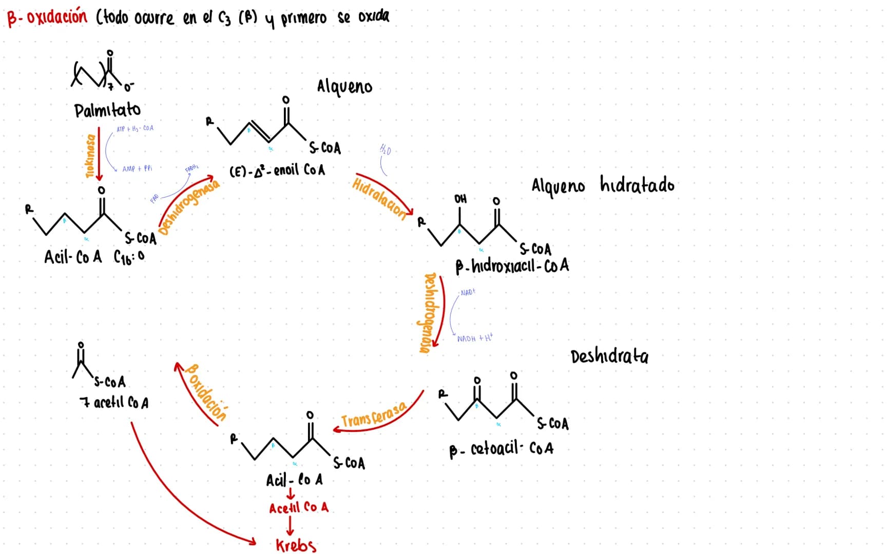 Rutas Metabolicas
→ Acoplamiento energetico [proceso ATP]
A+ Pi → AMP + H₂O
AMP+Pi
ADF H₂O
ADP+Pi → ATP + H₂O
→Termodinamica
A: Adenosina Pi