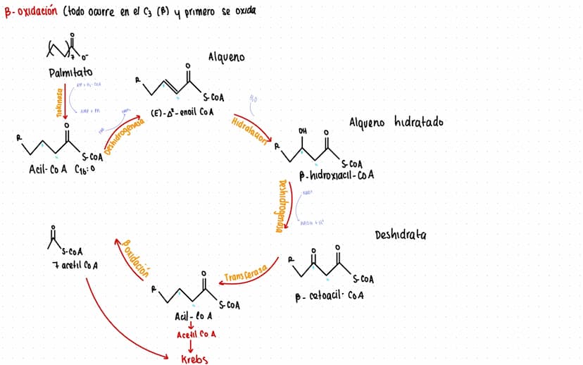 Rutas Metabolicas
→ Acoplamiento energetico [proceso ATP]
A+ Pi → AMP + H₂O
AMP+Pi
ADF H₂O
ADP+Pi → ATP + H₂O
→Termodinamica
A: Adenosina Pi