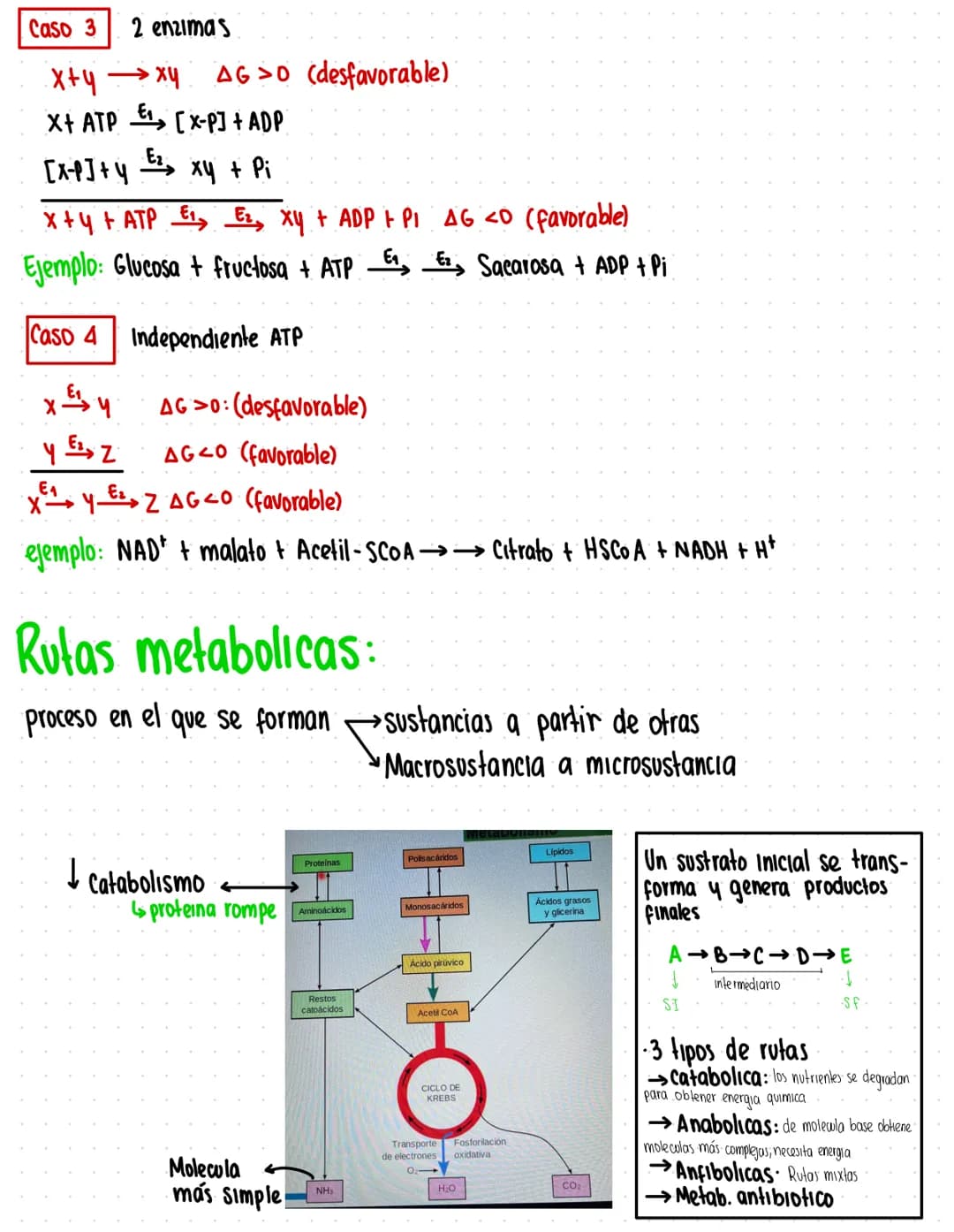 Rutas Metabolicas
→ Acoplamiento energetico [proceso ATP]
A+ Pi → AMP + H₂O
AMP+Pi
ADF H₂O
ADP+Pi → ATP + H₂O
→Termodinamica
A: Adenosina Pi