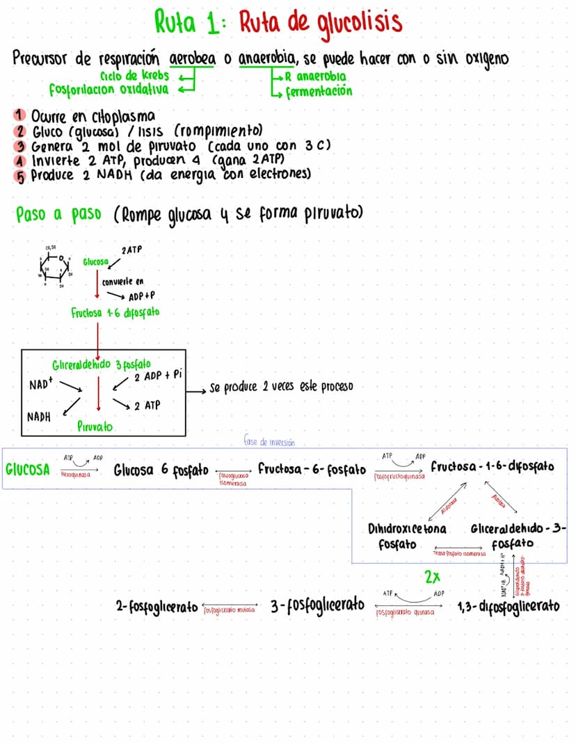 Rutas Metabolicas
→ Acoplamiento energetico [proceso ATP]
A+ Pi → AMP + H₂O
AMP+Pi
ADF H₂O
ADP+Pi → ATP + H₂O
→Termodinamica
A: Adenosina Pi