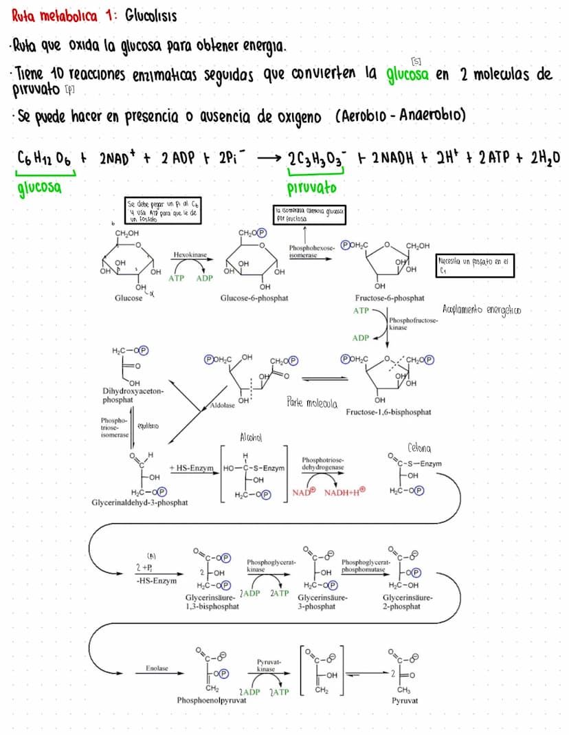 Rutas Metabolicas
→ Acoplamiento energetico [proceso ATP]
A+ Pi → AMP + H₂O
AMP+Pi
ADF H₂O
ADP+Pi → ATP + H₂O
→Termodinamica
A: Adenosina Pi