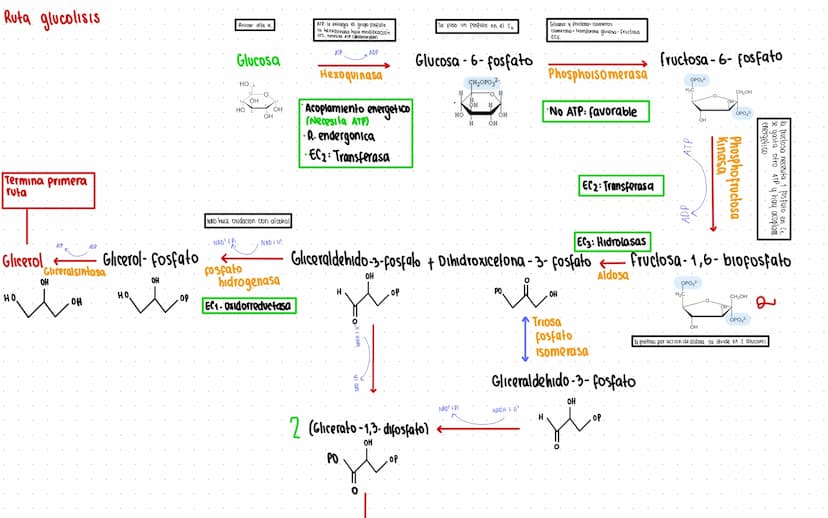 Rutas Metabolicas
→ Acoplamiento energetico [proceso ATP]
A+ Pi → AMP + H₂O
AMP+Pi
ADF H₂O
ADP+Pi → ATP + H₂O
→Termodinamica
A: Adenosina Pi