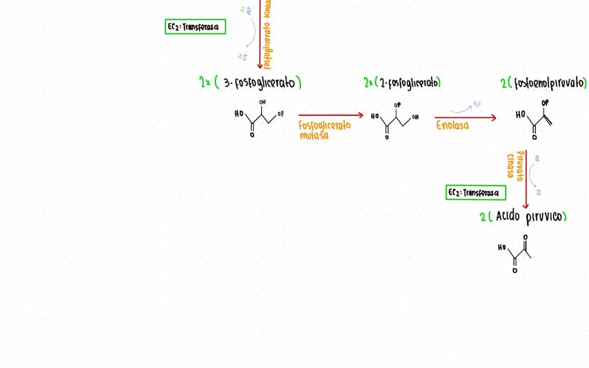 Rutas Metabolicas
→ Acoplamiento energetico [proceso ATP]
A+ Pi → AMP + H₂O
AMP+Pi
ADF H₂O
ADP+Pi → ATP + H₂O
→Termodinamica
A: Adenosina Pi