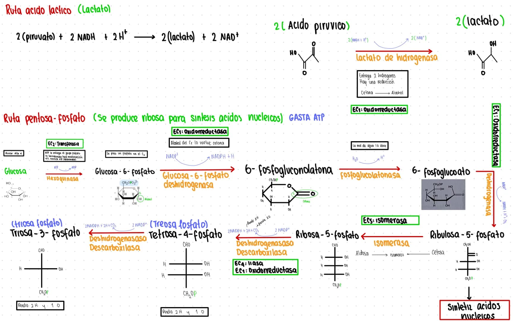 Rutas Metabolicas
→ Acoplamiento energetico [proceso ATP]
A+ Pi → AMP + H₂O
AMP+Pi
ADF H₂O
ADP+Pi → ATP + H₂O
→Termodinamica
A: Adenosina Pi
