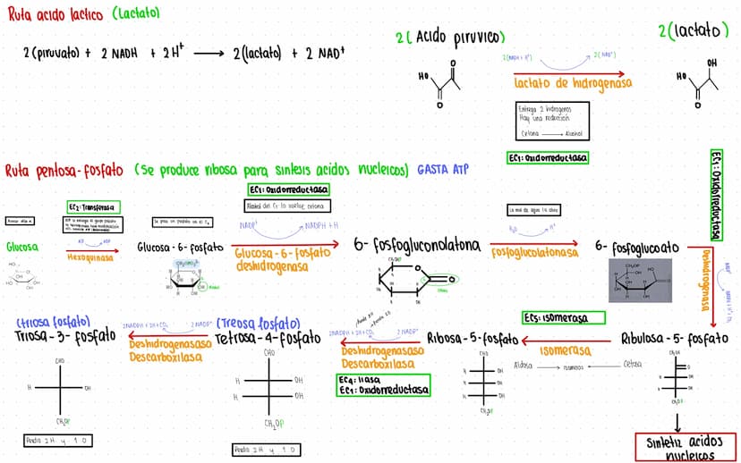 Rutas Metabolicas
→ Acoplamiento energetico [proceso ATP]
A+ Pi → AMP + H₂O
AMP+Pi
ADF H₂O
ADP+Pi → ATP + H₂O
→Termodinamica
A: Adenosina Pi