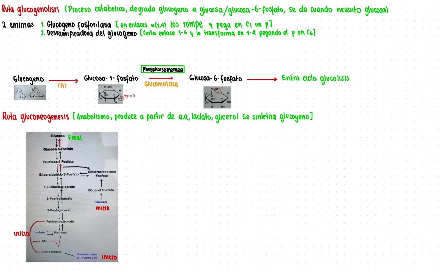 Rutas Metabolicas
→ Acoplamiento energetico [proceso ATP]
A+ Pi → AMP + H₂O
AMP+Pi
ADF H₂O
ADP+Pi → ATP + H₂O
→Termodinamica
A: Adenosina Pi