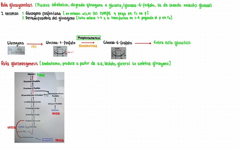 Rutas Metabolicas
→ Acoplamiento energetico [proceso ATP]
A+ Pi → AMP + H₂O
AMP+Pi
ADF H₂O
ADP+Pi → ATP + H₂O
→Termodinamica
A: Adenosina Pi