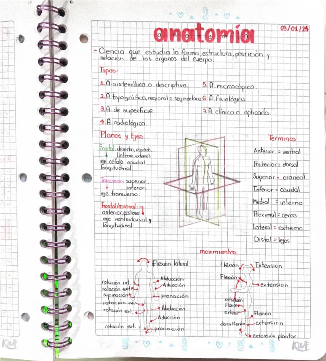 Anatomía 