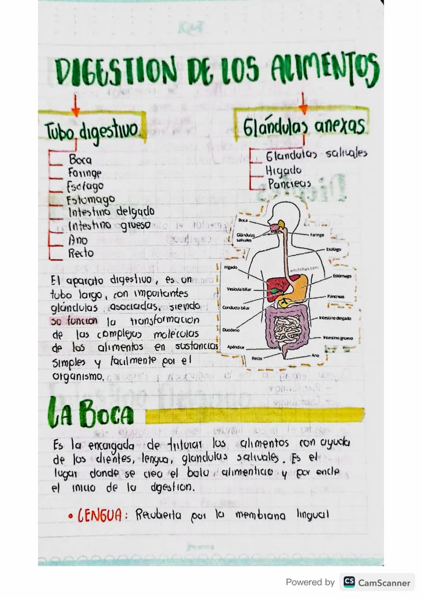 Sistenza
digestivo
APARATO: Diferentes organos con estructuras
diferentes que se unen para realizar actividades
especificas.
ألوان
me
Powere