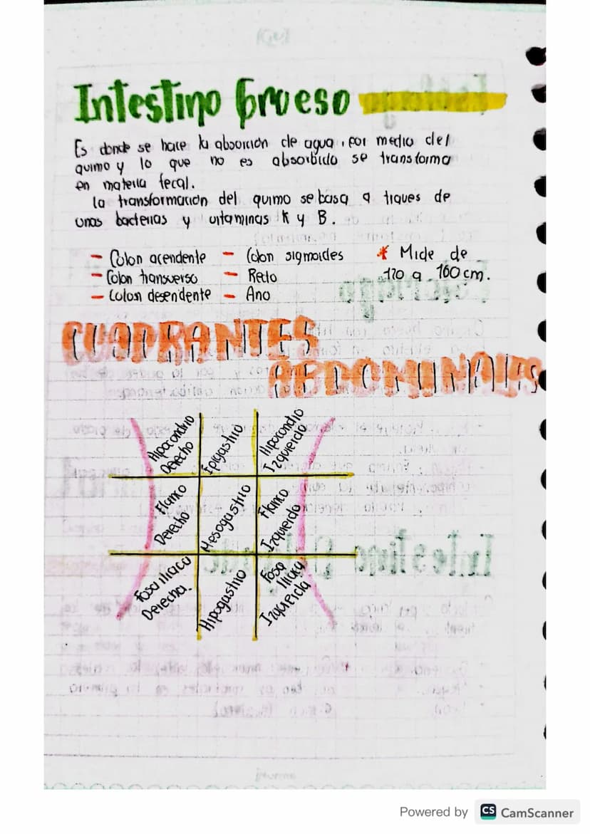 Sistenza
digestivo
APARATO: Diferentes organos con estructuras
diferentes que se unen para realizar actividades
especificas.
ألوان
me
Powere