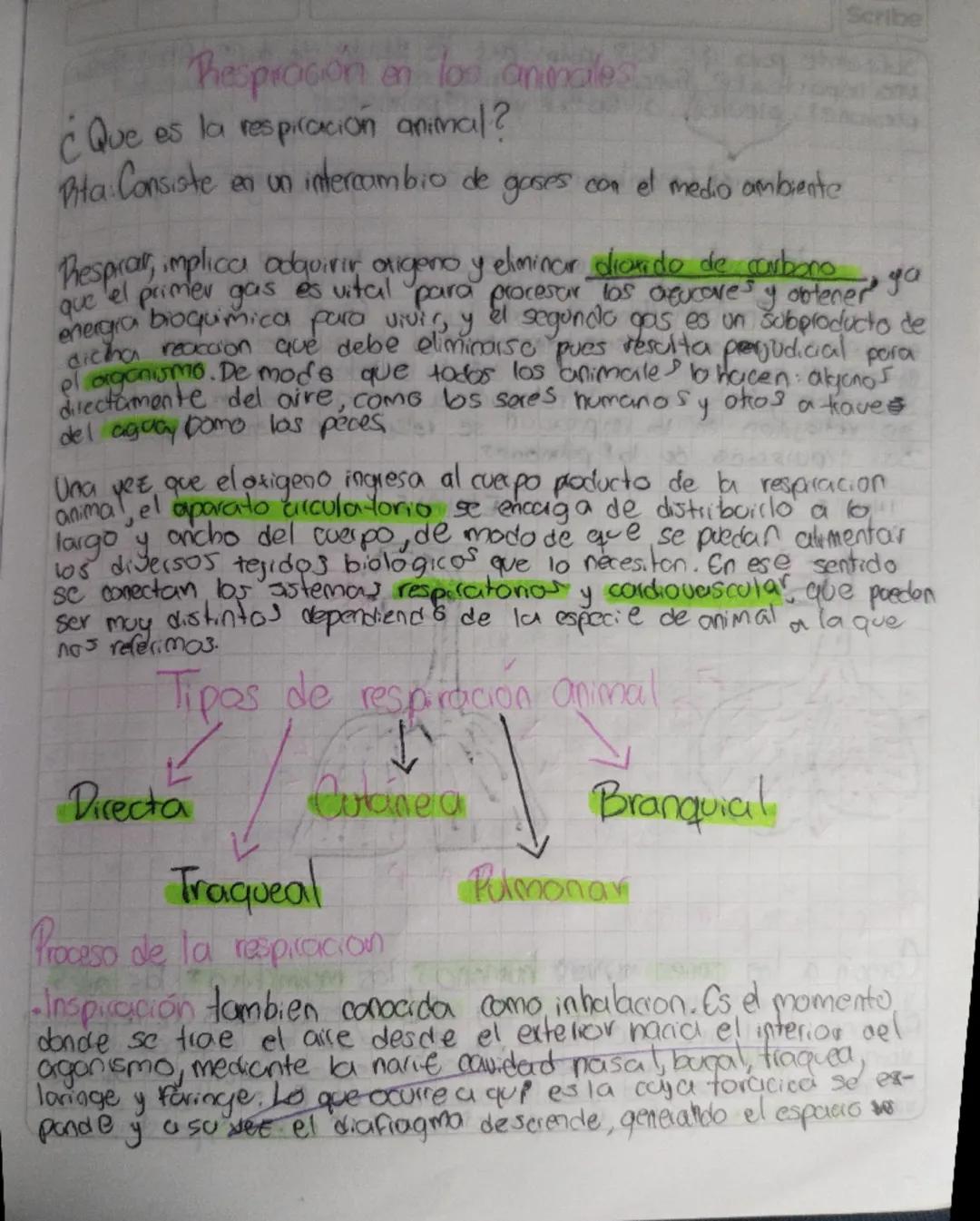 Scribe
# Thesprosión en los animales

¿Que es la respiración animal?

Rita Consiste en un intercambio de gases con el medio ambiente

Respra