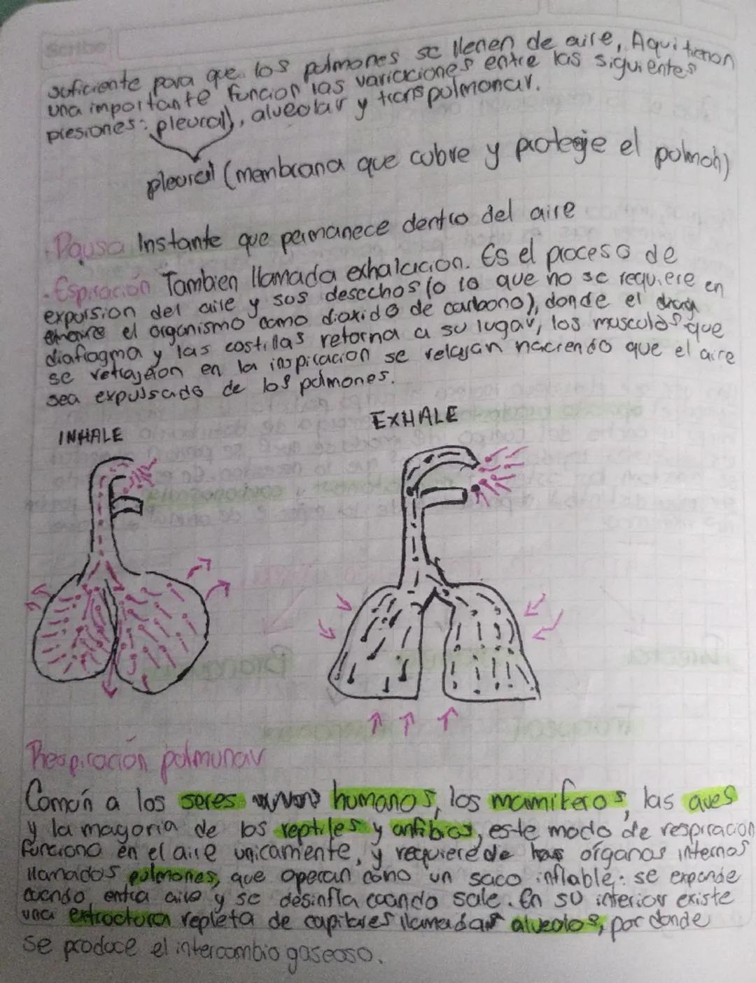 Scribe
# Thesprosión en los animales

¿Que es la respiración animal?

Rita Consiste en un intercambio de gases con el medio ambiente

Respra