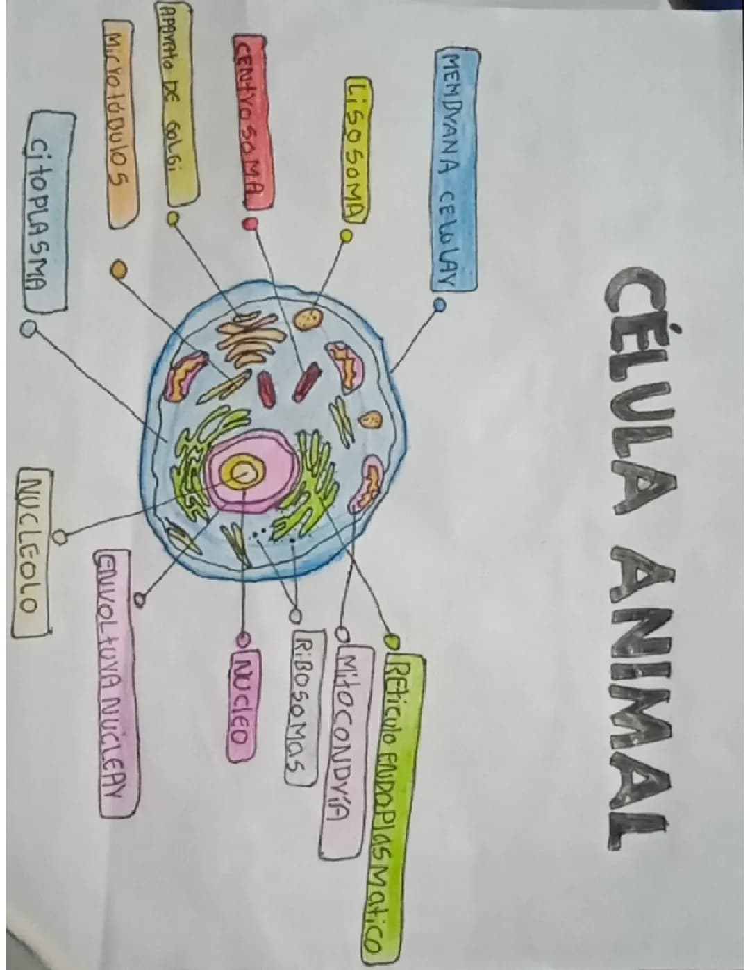 Dibujo celula animal 