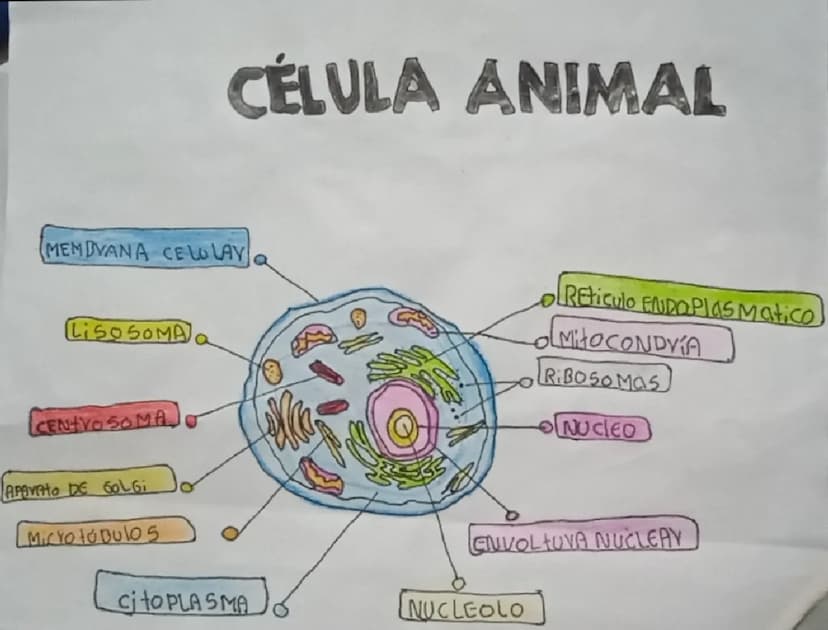 CÉLULA ANIMAL
MEMBYANA CELO LAY
LiSOSOMA
CENTYO SOMA
APAYAHO DE GOLGi
Micro to Dulos
Wa
Reticulo ENDOPlasmatico
MitoCONDVA
RIBOSOMAS
NUCLEO
