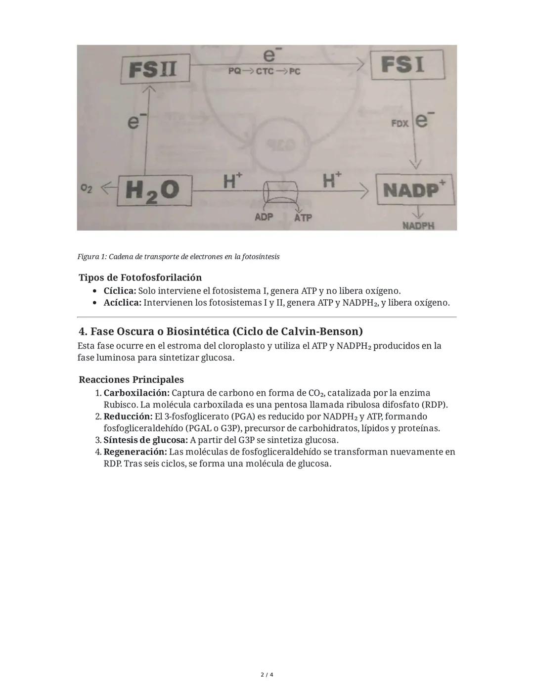 ## Fotosíntesis

### 1. Definición e Importancia de la Fotosíntesis

La fotosíntesis es el conjunto de reacciones químicas mediante las cual
