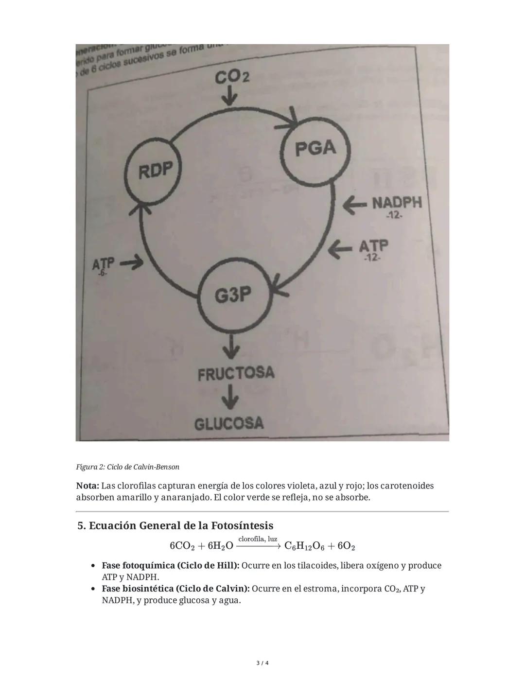 ## Fotosíntesis

### 1. Definición e Importancia de la Fotosíntesis

La fotosíntesis es el conjunto de reacciones químicas mediante las cual