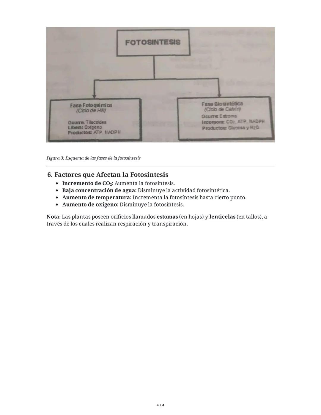 ## Fotosíntesis

### 1. Definición e Importancia de la Fotosíntesis

La fotosíntesis es el conjunto de reacciones químicas mediante las cual
