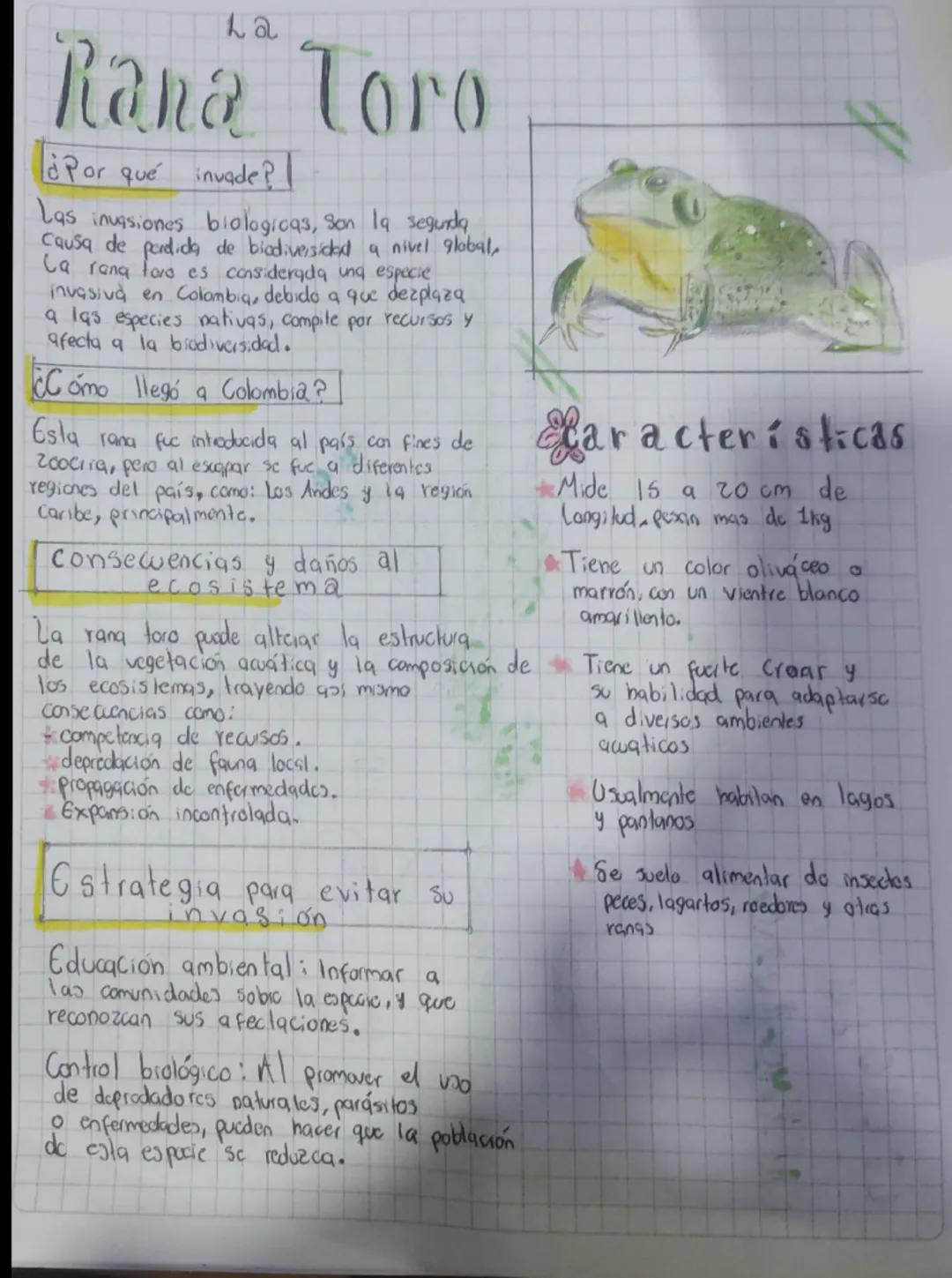 --- OCR Start ---
La
Rana Toro
¿Por qué invade?
Las invasiones biologicas, son la segunda
Causa de perdida de biodiversidad a nivel global,

