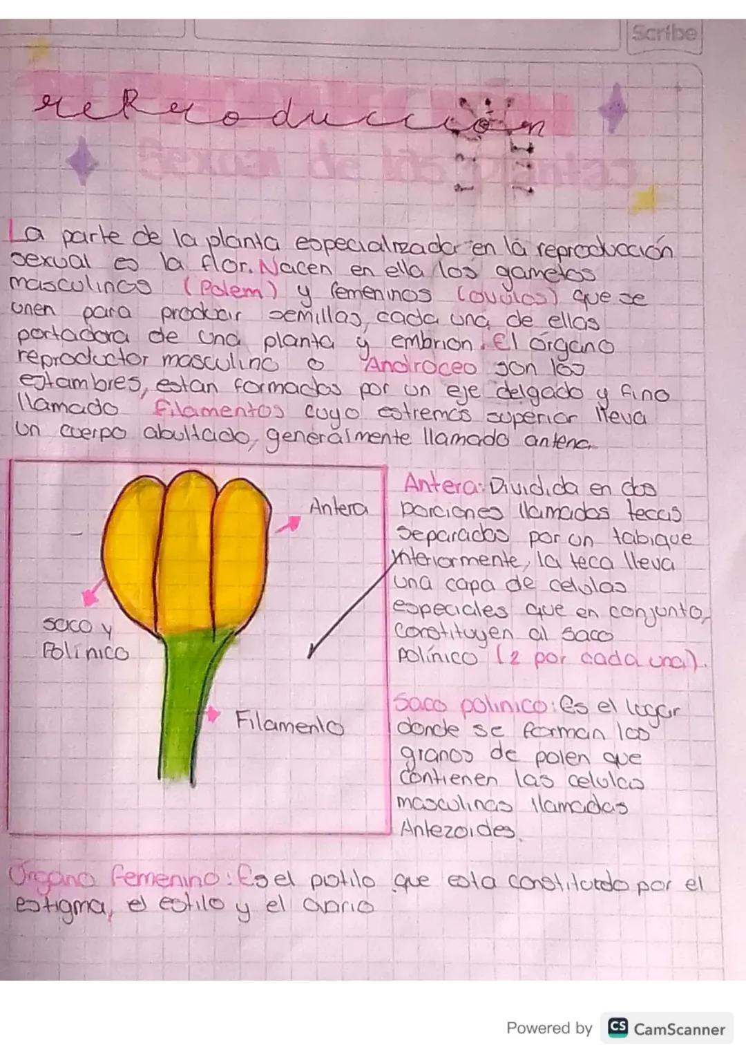 reproduccion sexual de las plantas