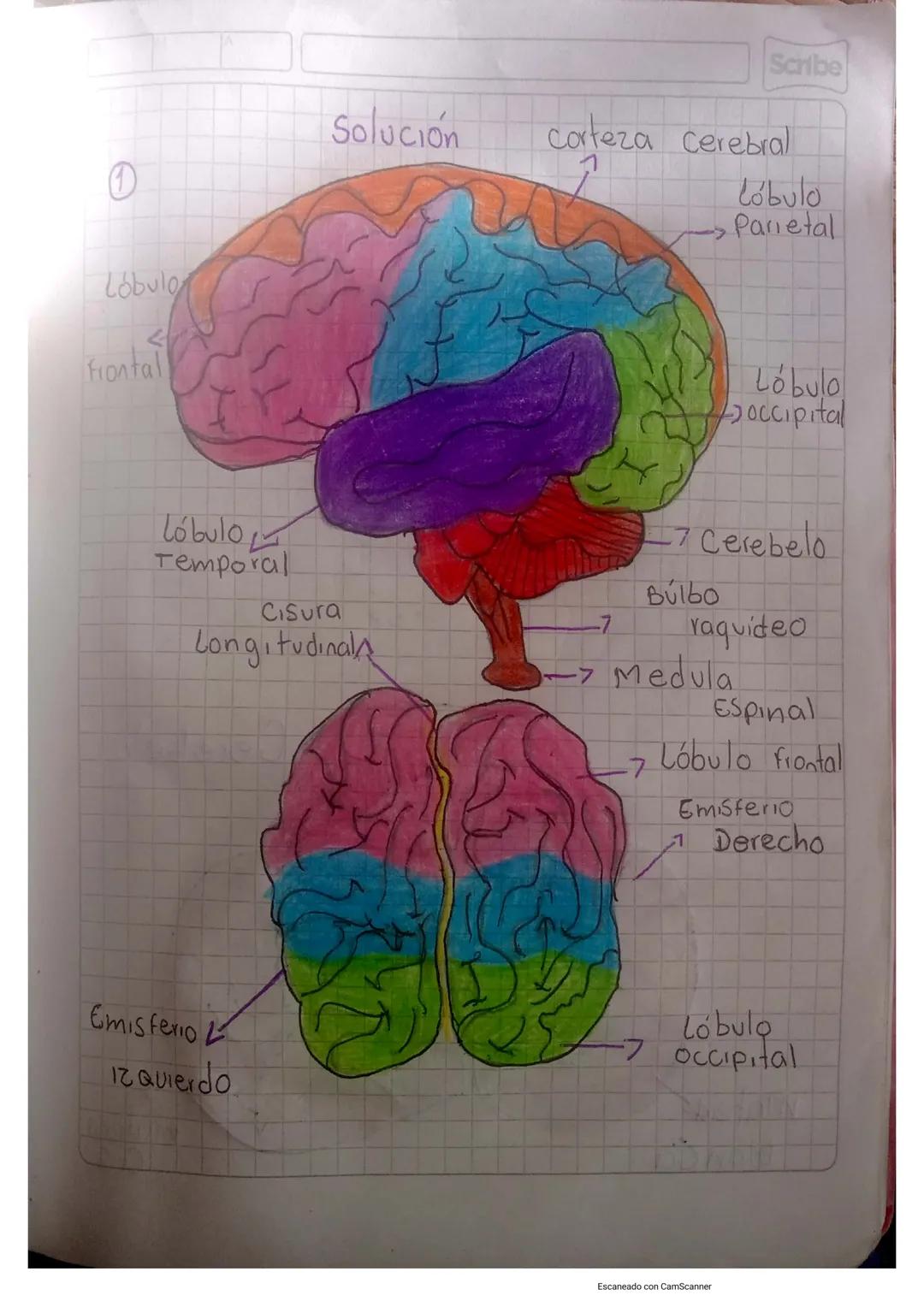 Scribe

Solución
corteza Cerebral

①
Lobulo
Parietal

Lobulo
Frontal

کے انعاما
Temporal
Cisura
Longitudinal

-7
Lóbulo
Joccipital

-7 Cereb