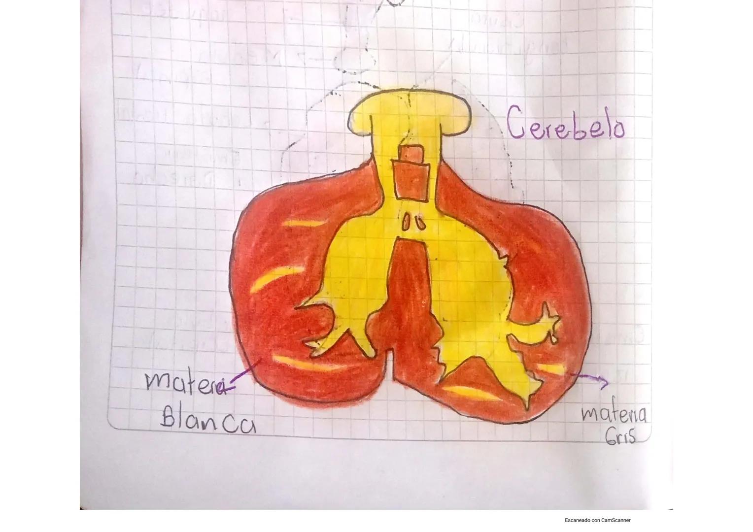 Scribe

Solución
corteza Cerebral

①
Lobulo
Parietal

Lobulo
Frontal

کے انعاما
Temporal
Cisura
Longitudinal

-7
Lóbulo
Joccipital

-7 Cereb