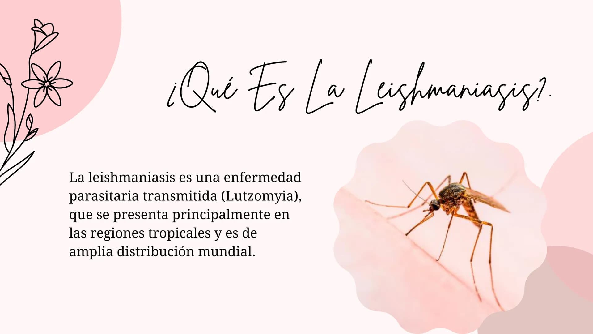 Índice
•
¿Qué es la Leishmaniasis?.
Agente Causal.
• Modo de Transmición.
• Cadena Epidimiológica.
•
Signos Y Síntomas.
Diagnosticos Y trata