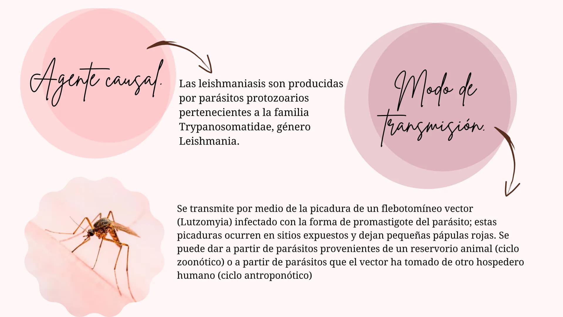 Índice
•
¿Qué es la Leishmaniasis?.
Agente Causal.
• Modo de Transmición.
• Cadena Epidimiológica.
•
Signos Y Síntomas.
Diagnosticos Y trata