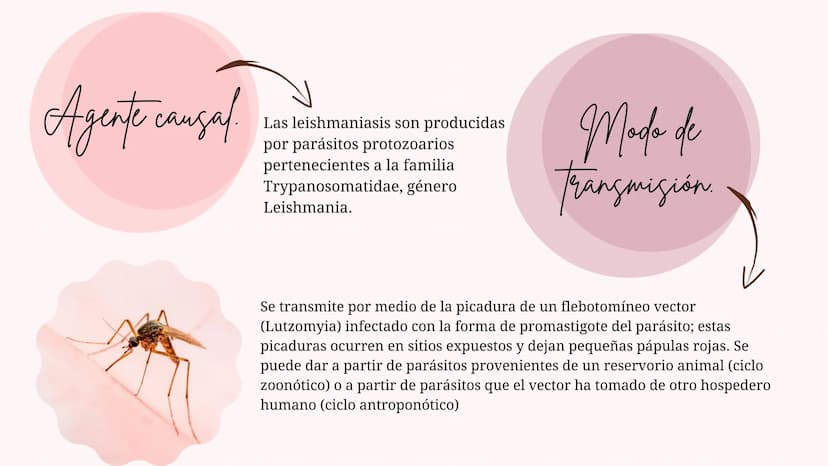 Índice
•
¿Qué es la Leishmaniasis?.
Agente Causal.
• Modo de Transmición.
• Cadena Epidimiológica.
•
Signos Y Síntomas.
Diagnosticos Y trata