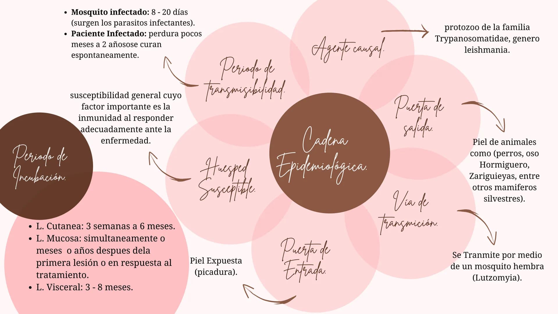 Índice
•
¿Qué es la Leishmaniasis?.
Agente Causal.
• Modo de Transmición.
• Cadena Epidimiológica.
•
Signos Y Síntomas.
Diagnosticos Y trata