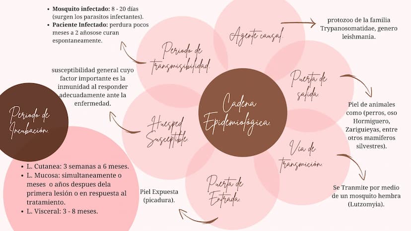 Índice
•
¿Qué es la Leishmaniasis?.
Agente Causal.
• Modo de Transmición.
• Cadena Epidimiológica.
•
Signos Y Síntomas.
Diagnosticos Y trata