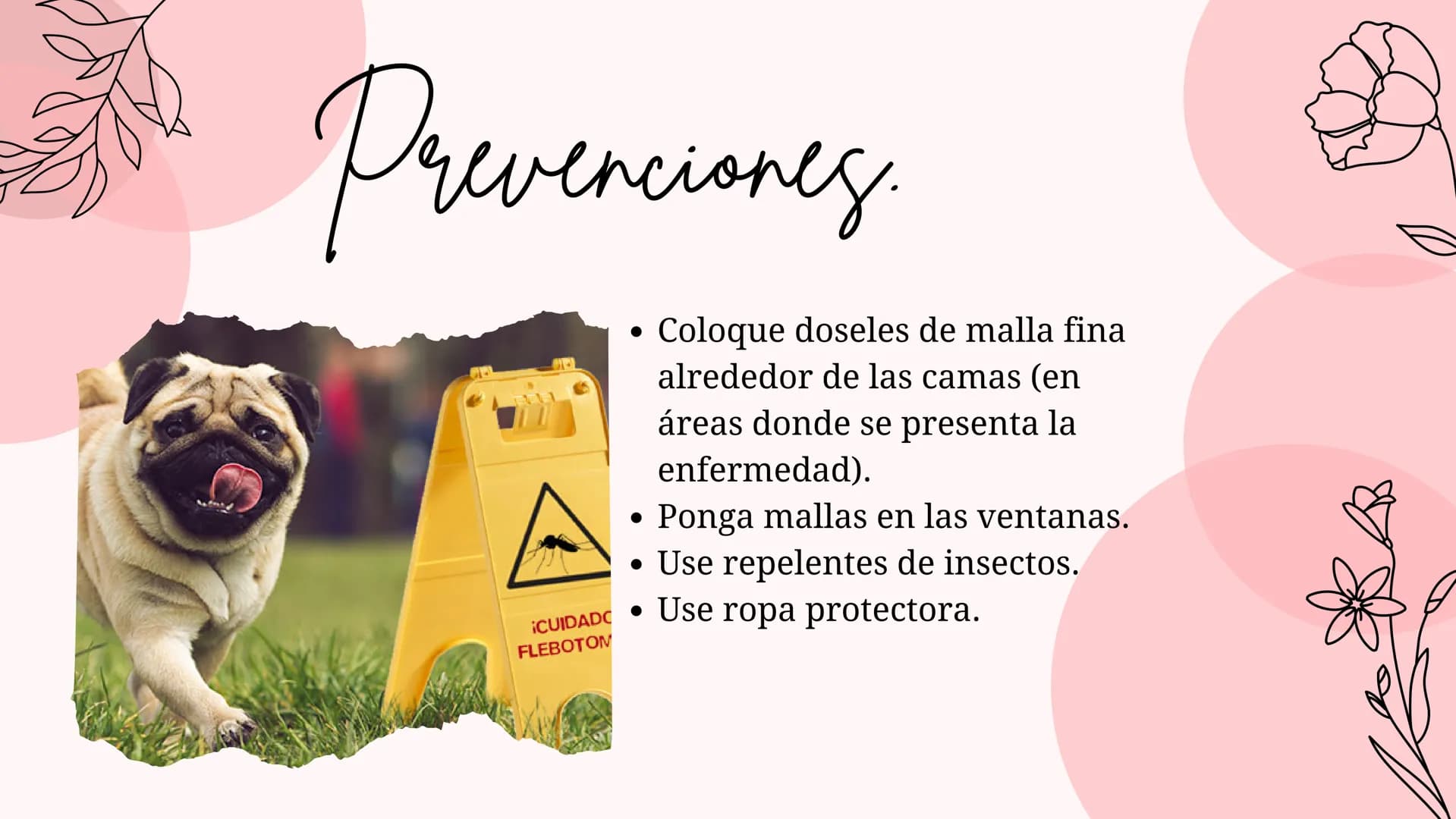 Índice
•
¿Qué es la Leishmaniasis?.
Agente Causal.
• Modo de Transmición.
• Cadena Epidimiológica.
•
Signos Y Síntomas.
Diagnosticos Y trata