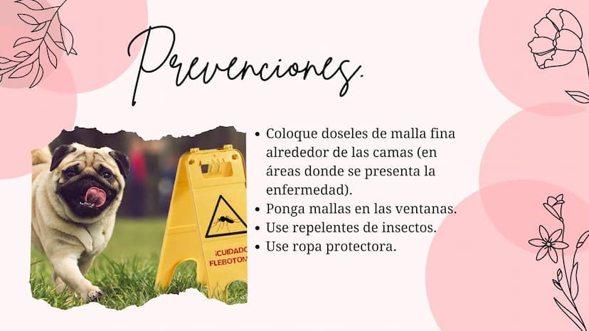 Índice
•
¿Qué es la Leishmaniasis?.
Agente Causal.
• Modo de Transmición.
• Cadena Epidimiológica.
•
Signos Y Síntomas.
Diagnosticos Y trata