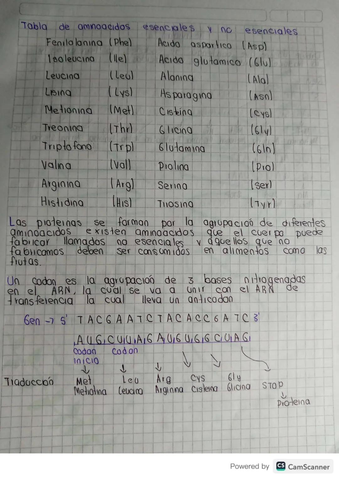 # TRANSCRIPCION DEL ADN

La transcripción del AND ocuire cuando dentro de un gen
especifico (fragmento de ADN) cuando se farma una
burbuja d