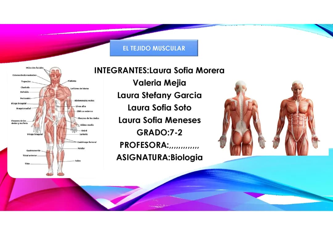 El tejido muscular