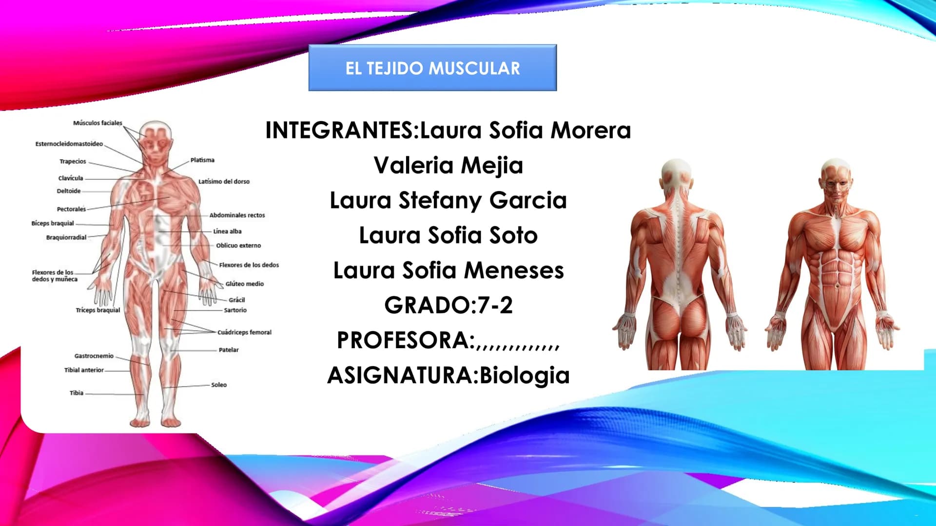 EL TEJIDO MUSCULAR
Músculos faciales
Esternocleidomastoideo
Trapecios
Clavicula
Deltoide
Pectorales
Biceps braquial.
Braquiorradial
Flexores