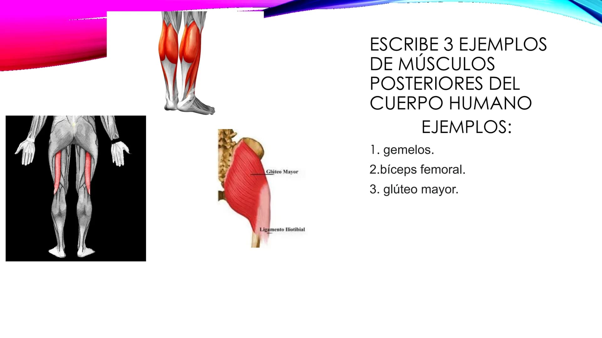 EL TEJIDO MUSCULAR
Músculos faciales
Esternocleidomastoideo
Trapecios
Clavicula
Deltoide
Pectorales
Biceps braquial.
Braquiorradial
Flexores
