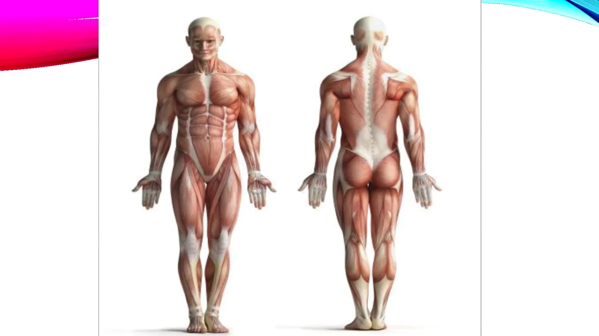 EL TEJIDO MUSCULAR
Músculos faciales
Esternocleidomastoideo
Trapecios
Clavicula
Deltoide
Pectorales
Biceps braquial.
Braquiorradial
Flexores