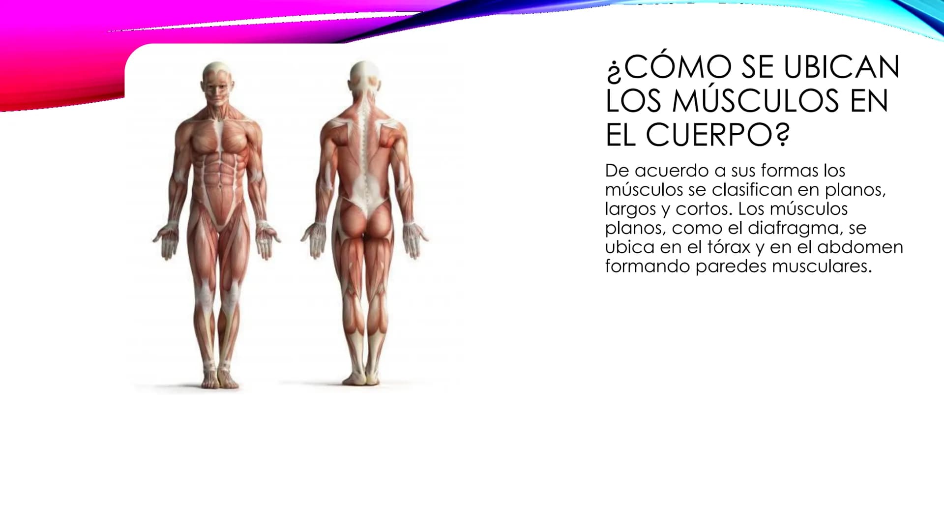 EL TEJIDO MUSCULAR
Músculos faciales
Esternocleidomastoideo
Trapecios
Clavicula
Deltoide
Pectorales
Biceps braquial.
Braquiorradial
Flexores