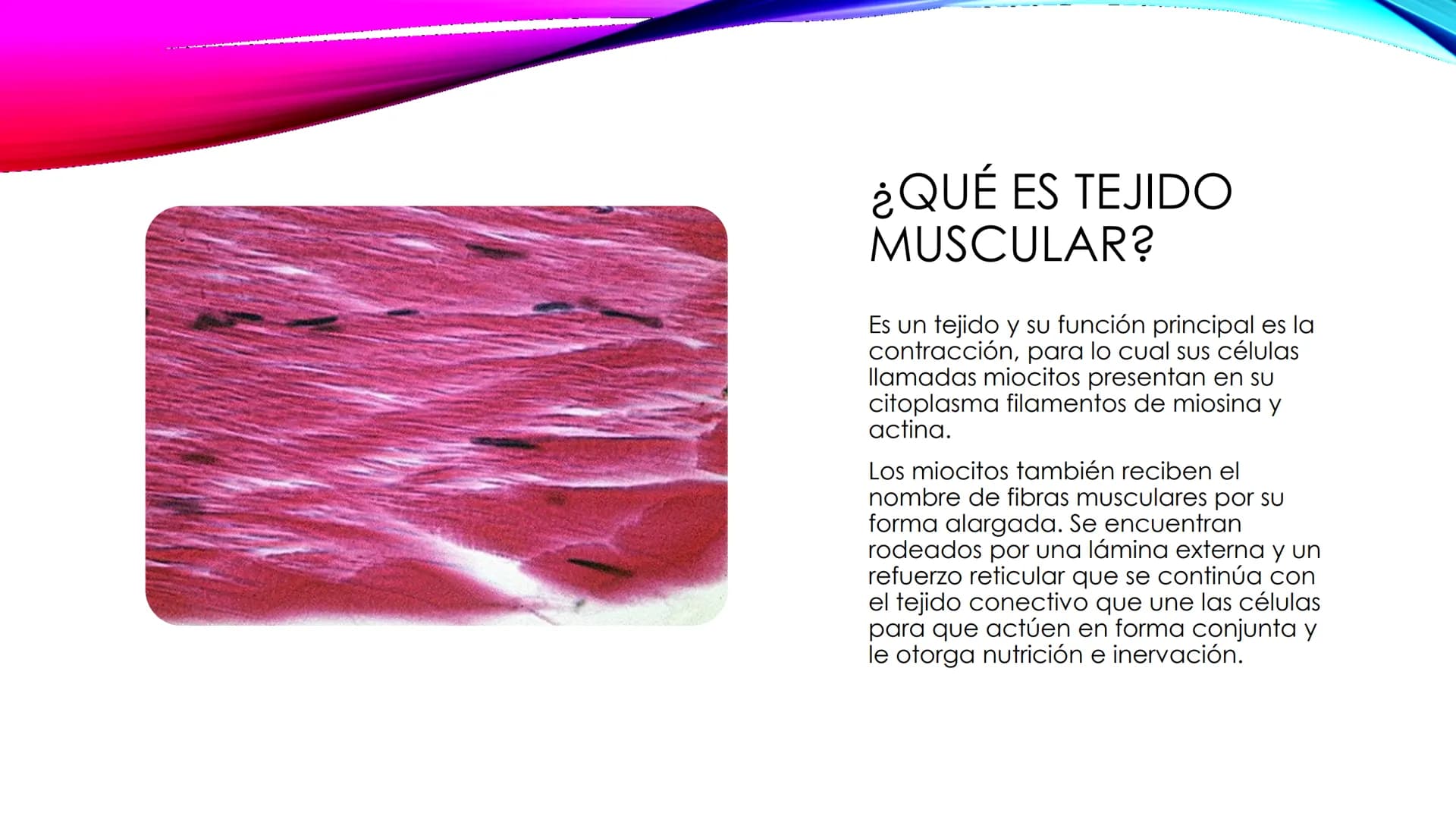 EL TEJIDO MUSCULAR
Músculos faciales
Esternocleidomastoideo
Trapecios
Clavicula
Deltoide
Pectorales
Biceps braquial.
Braquiorradial
Flexores