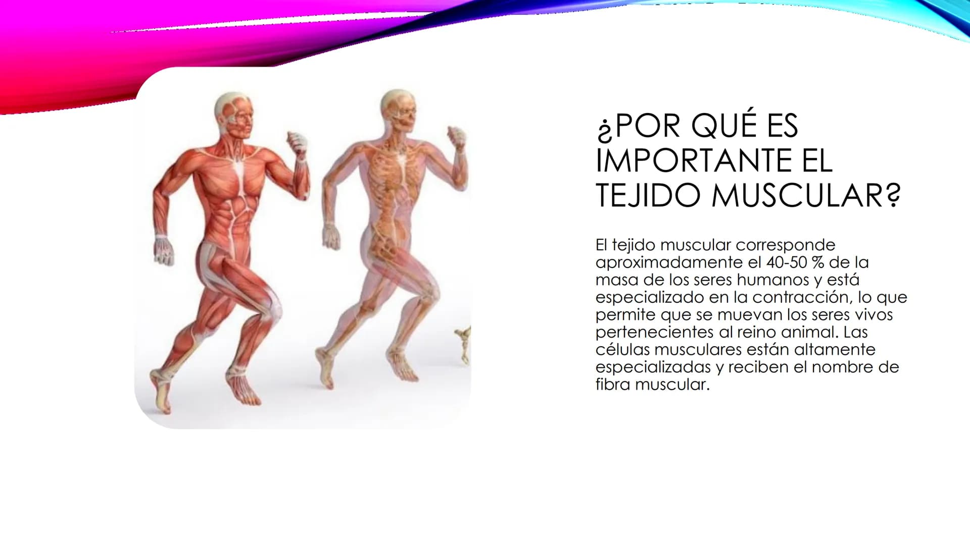 EL TEJIDO MUSCULAR
Músculos faciales
Esternocleidomastoideo
Trapecios
Clavicula
Deltoide
Pectorales
Biceps braquial.
Braquiorradial
Flexores