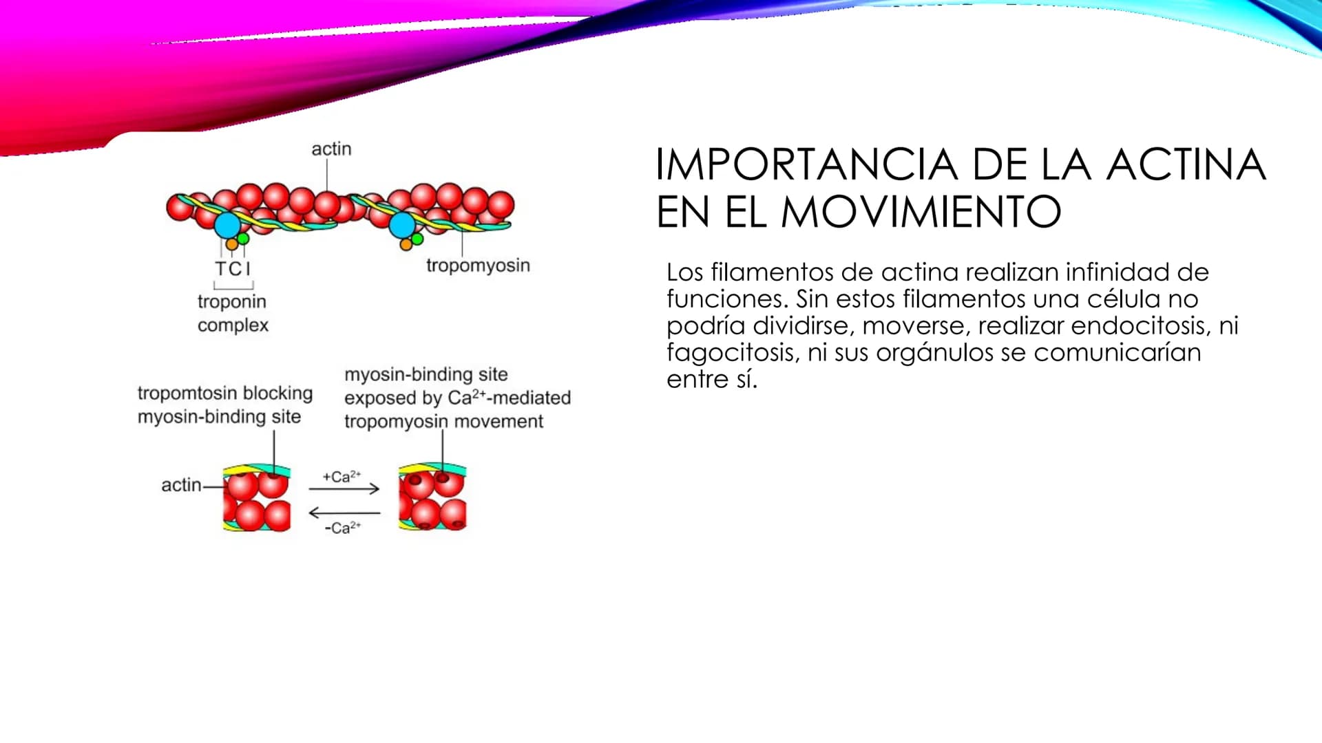 EL TEJIDO MUSCULAR
Músculos faciales
Esternocleidomastoideo
Trapecios
Clavicula
Deltoide
Pectorales
Biceps braquial.
Braquiorradial
Flexores