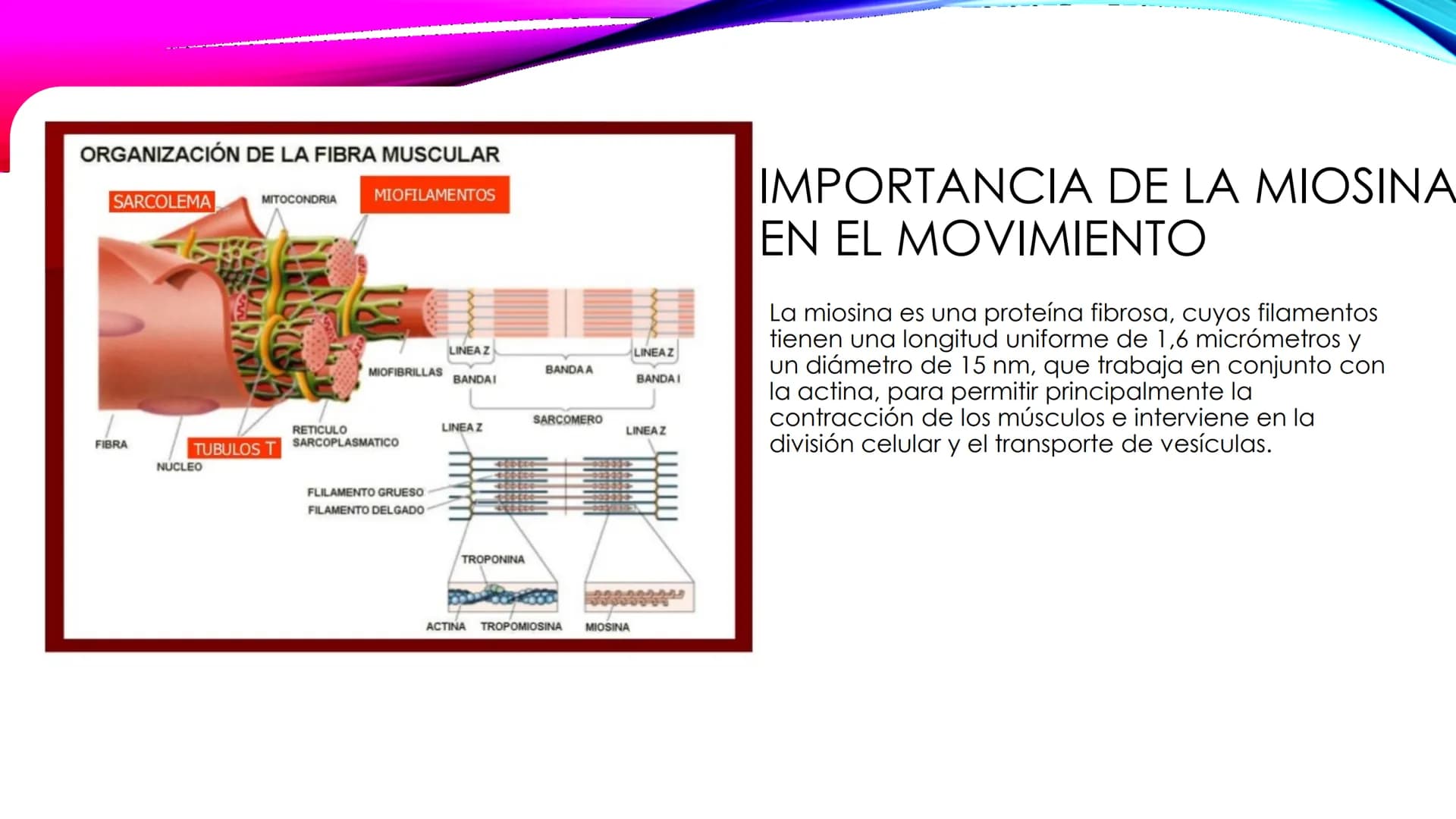 EL TEJIDO MUSCULAR
Músculos faciales
Esternocleidomastoideo
Trapecios
Clavicula
Deltoide
Pectorales
Biceps braquial.
Braquiorradial
Flexores
