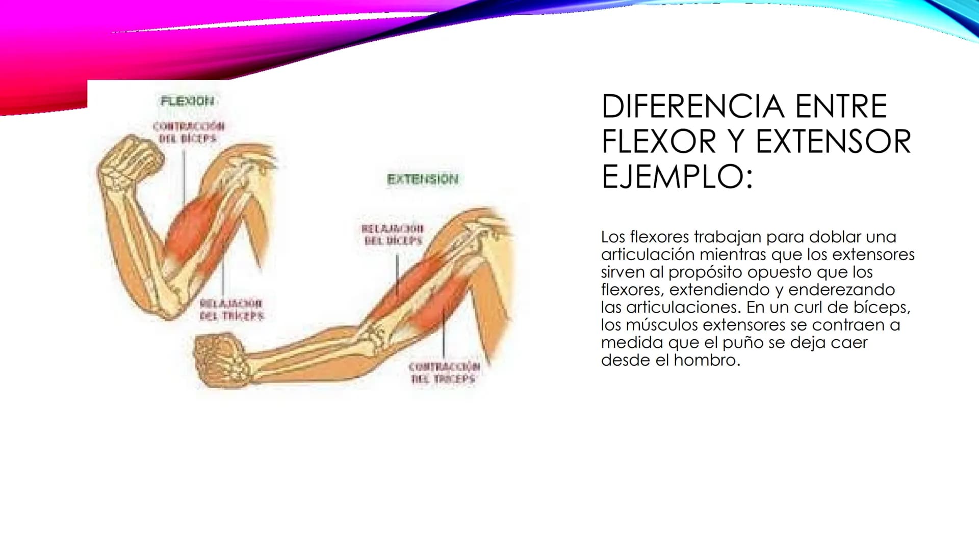 EL TEJIDO MUSCULAR
Músculos faciales
Esternocleidomastoideo
Trapecios
Clavicula
Deltoide
Pectorales
Biceps braquial.
Braquiorradial
Flexores