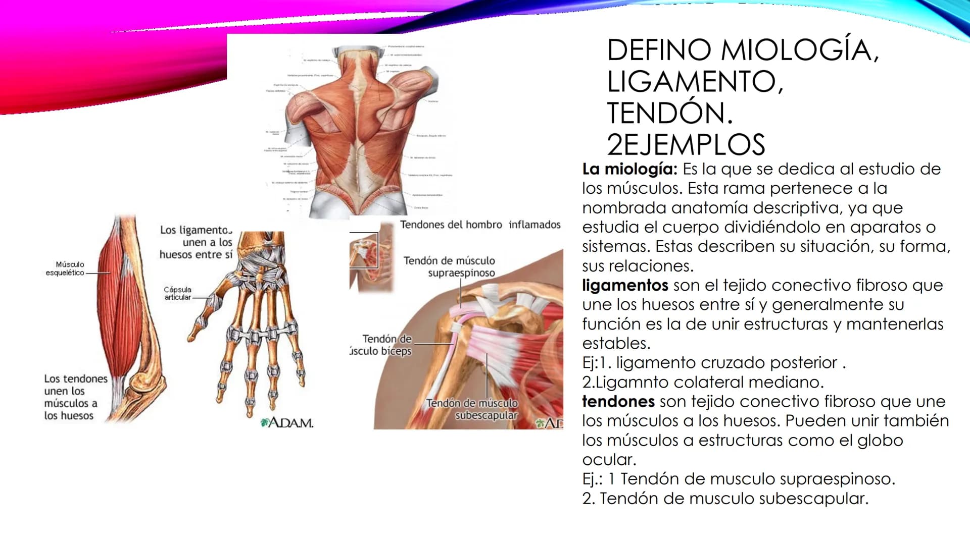 EL TEJIDO MUSCULAR
Músculos faciales
Esternocleidomastoideo
Trapecios
Clavicula
Deltoide
Pectorales
Biceps braquial.
Braquiorradial
Flexores