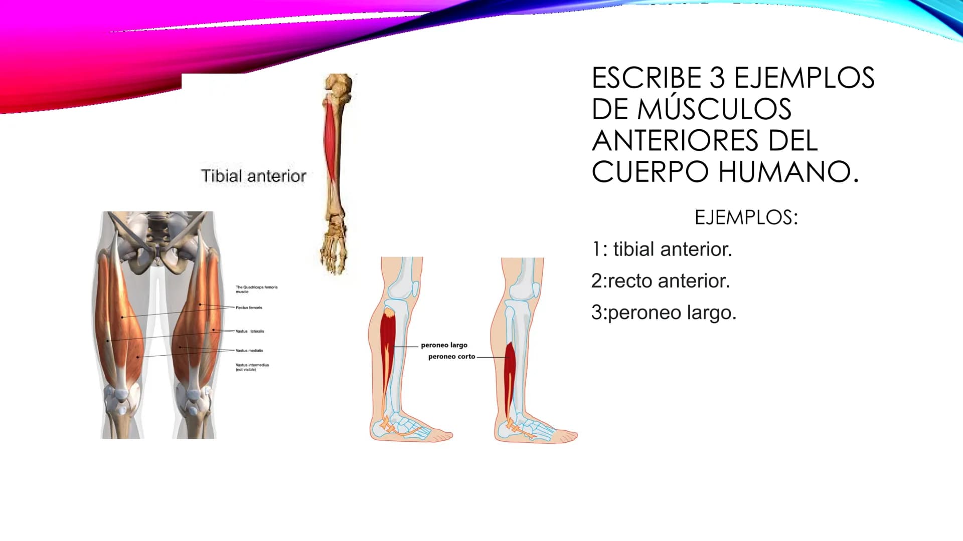 EL TEJIDO MUSCULAR
Músculos faciales
Esternocleidomastoideo
Trapecios
Clavicula
Deltoide
Pectorales
Biceps braquial.
Braquiorradial
Flexores