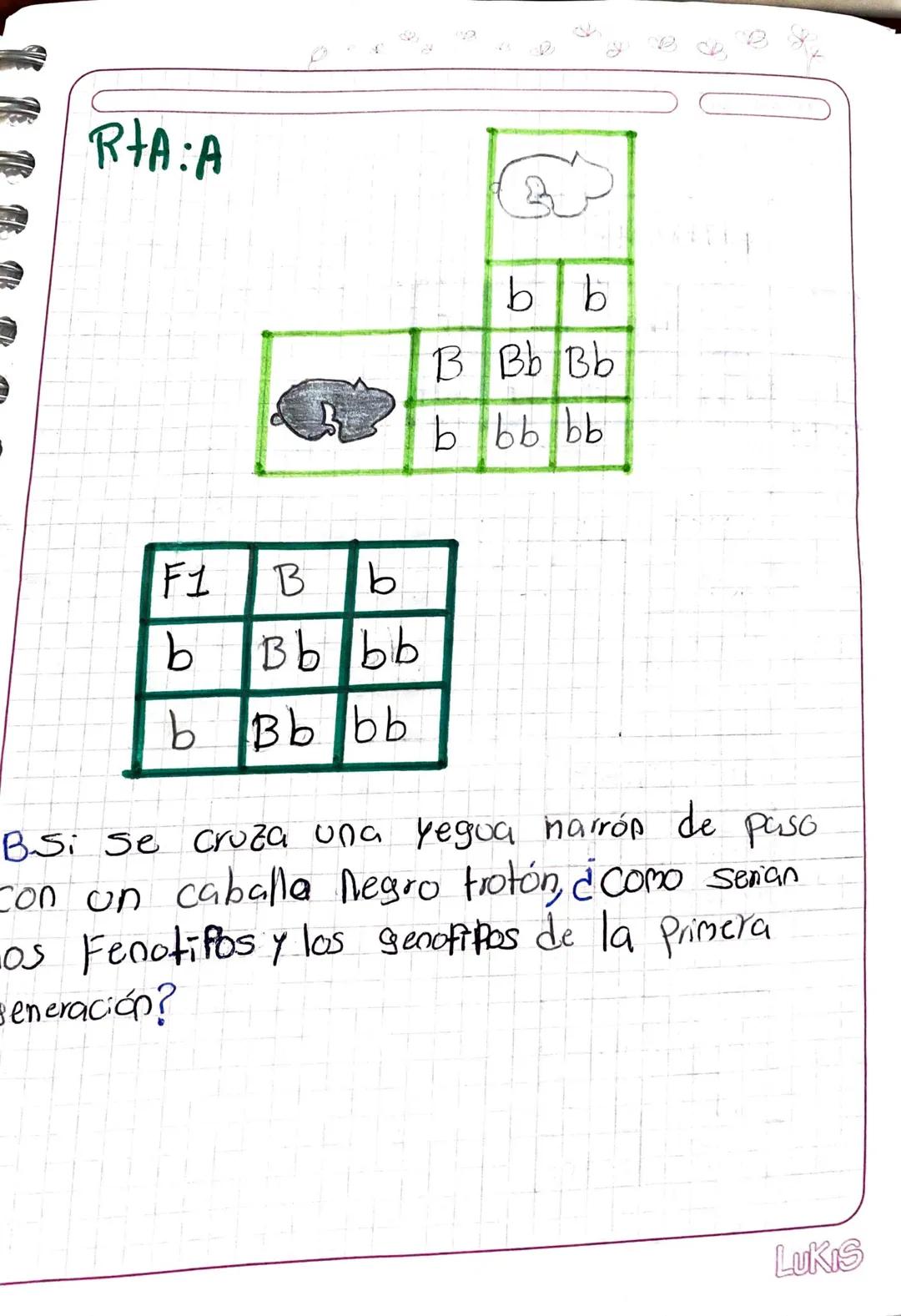 CASO
CCC CA CS CO
AAC AA ASIAO
SSC S SS SO
10-02
OCCOA OS 00
CA = 2 CS=2 CO=2
AS-2
A0=2 05=2
AB Ababab
AB AABB AABB A9BB AaBb
Ab AABb AAbb A