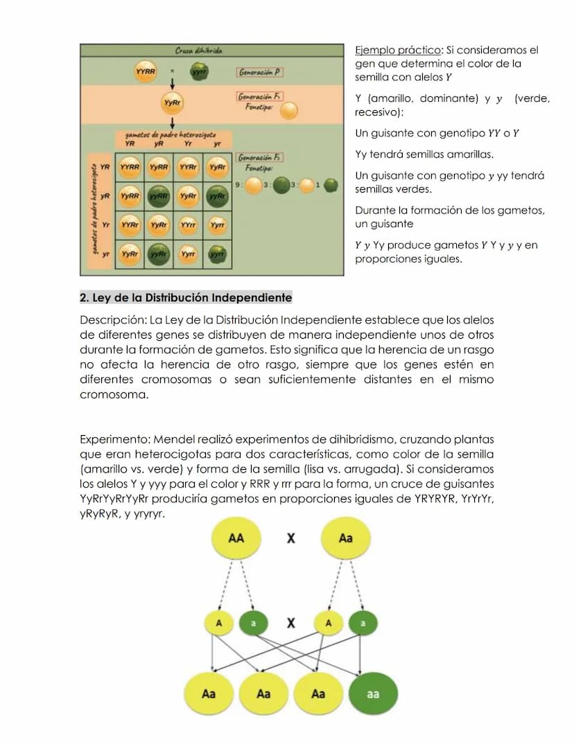 Las leyes de
MENDEL
La herencia genética
Gregor Mendel, un monje agustino y naturalista, realizó experimentos
pioneros en la herencia de ras