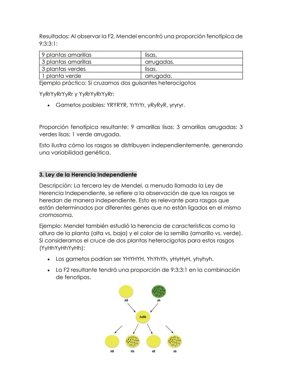 Las leyes de
MENDEL
La herencia genética
Gregor Mendel, un monje agustino y naturalista, realizó experimentos
pioneros en la herencia de ras