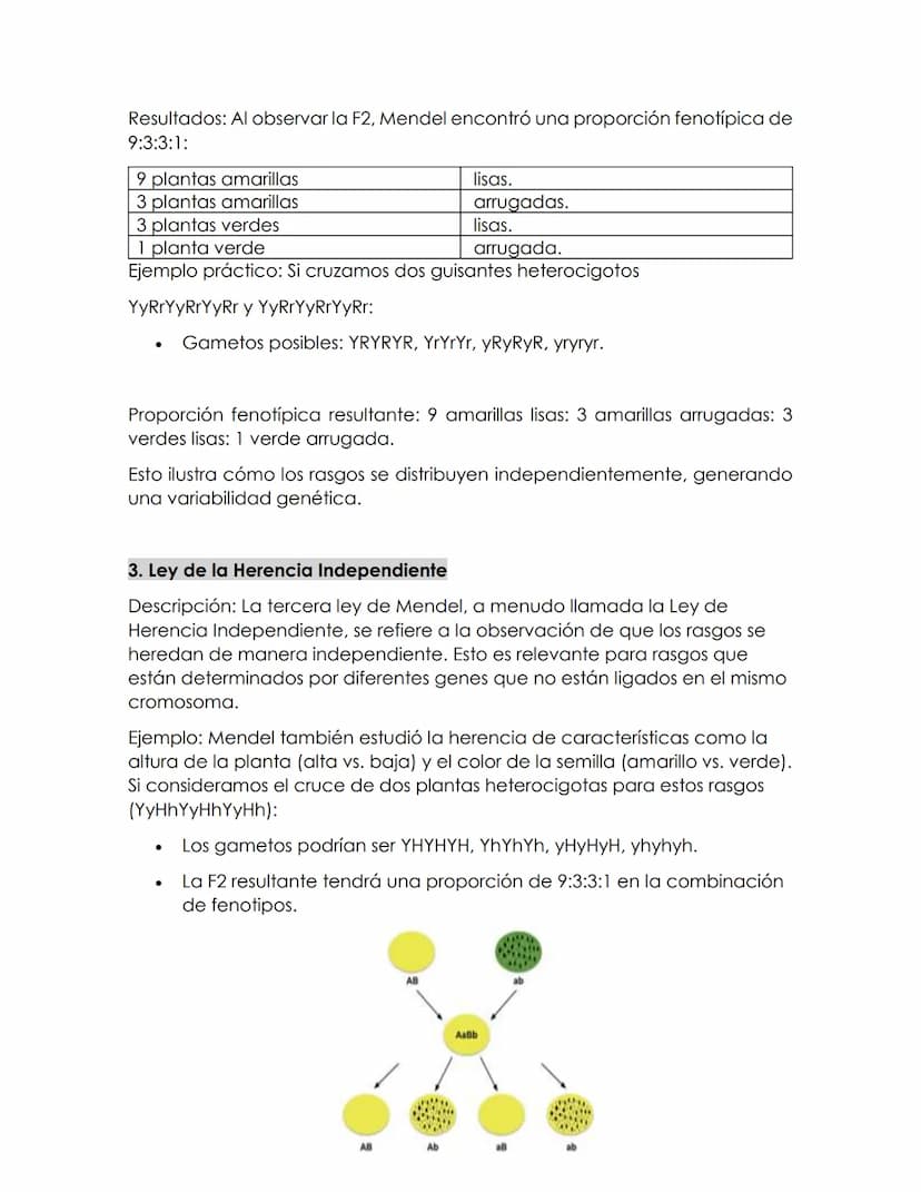Las leyes de
MENDEL
La herencia genética
Gregor Mendel, un monje agustino y naturalista, realizó experimentos
pioneros en la herencia de ras