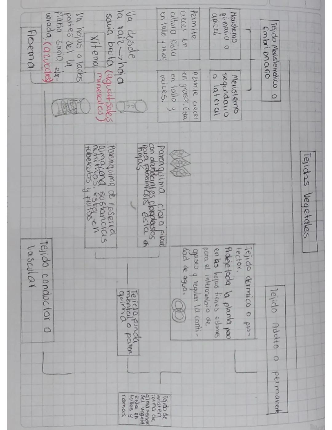 Mapa conceptual sobre los tejidos vegetales 